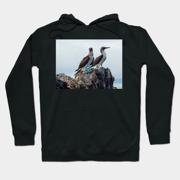 Blue-footed Boobies Hoodie by algill